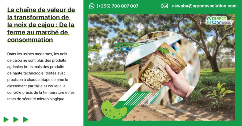 La chaîne de valeur de la transformation de la noix de cajou : De la ferme au marché de consommation