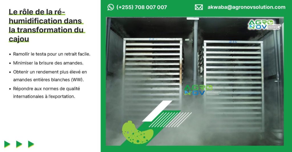 Le rôle de la ré-humidification dans la transformation du cajou