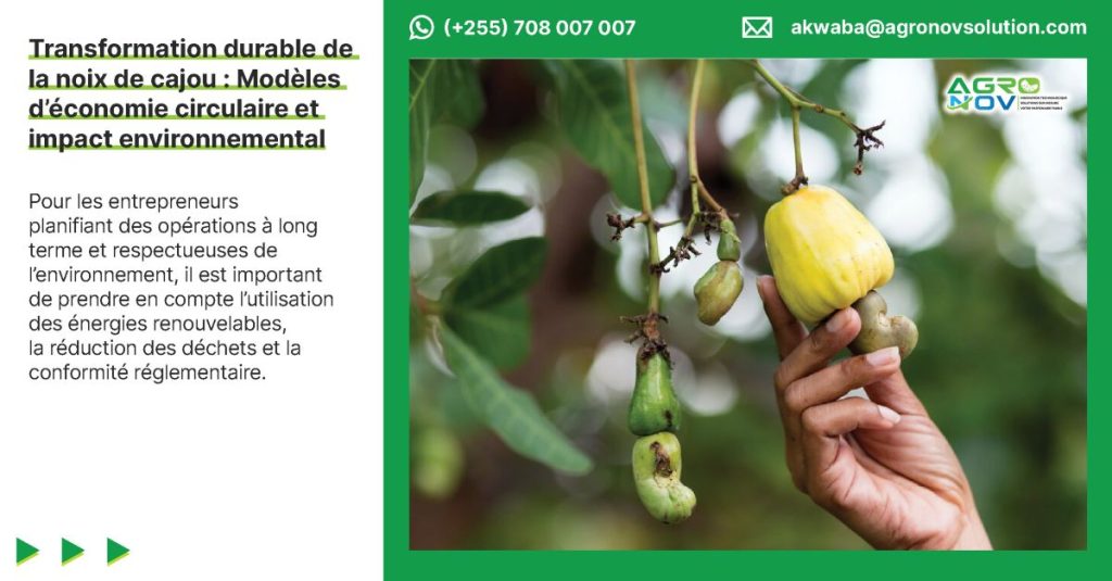 Transformation durable de la noix de cajou : Modèles d’économie circulaire et impact environnemental