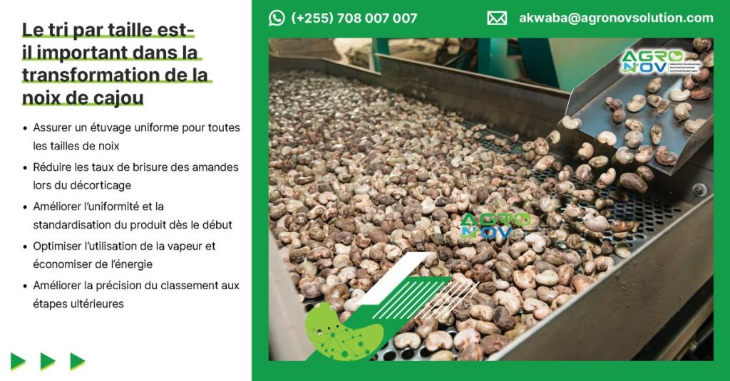 le tri par taille est-il important dans la transformation de la noix de cajou