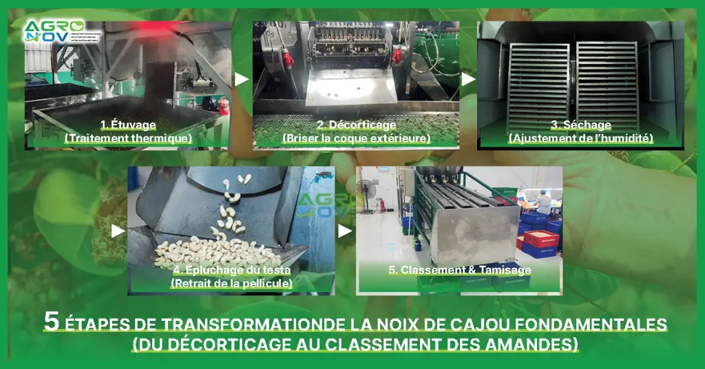Cinq étapes de transformationde la noix de cajou fondamentales (du décorticage au classement des amandes)