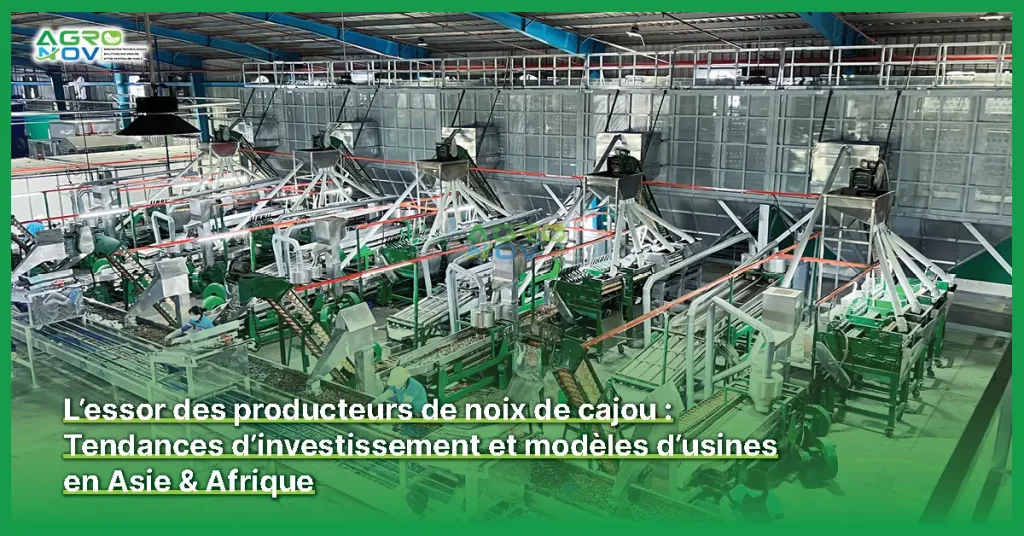 L'essor des producteurs de noix de cajou : Tendances d'investissement et modèles d'usines en Asie & Afrique